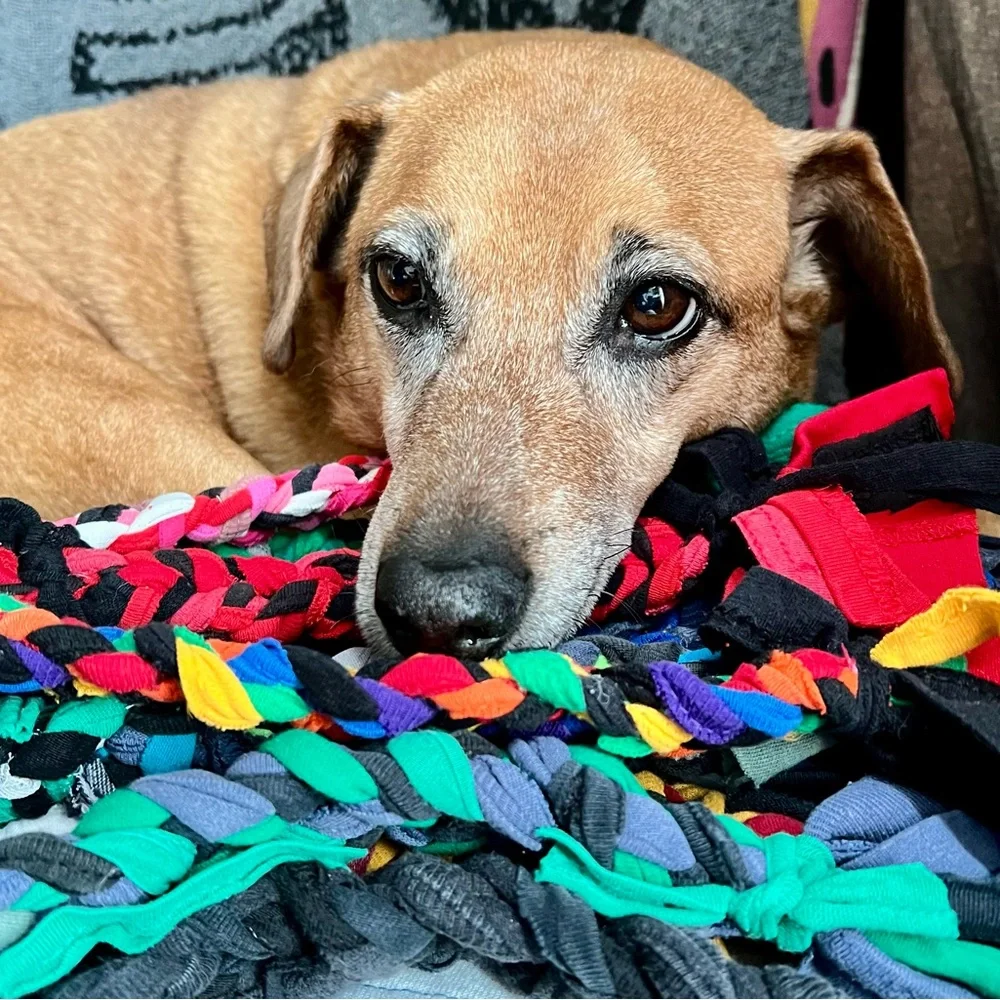 Colorful Dog Tug Toy - Braided Upcycled